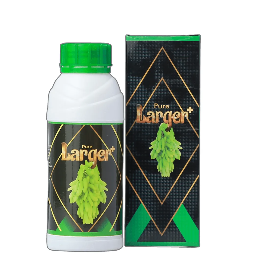 A bottle of Pure Larger+ placed next to vibrant, shiny, long-shaped grapes on a vine, showcasing its benefits for enhancing grape quality and appearance.