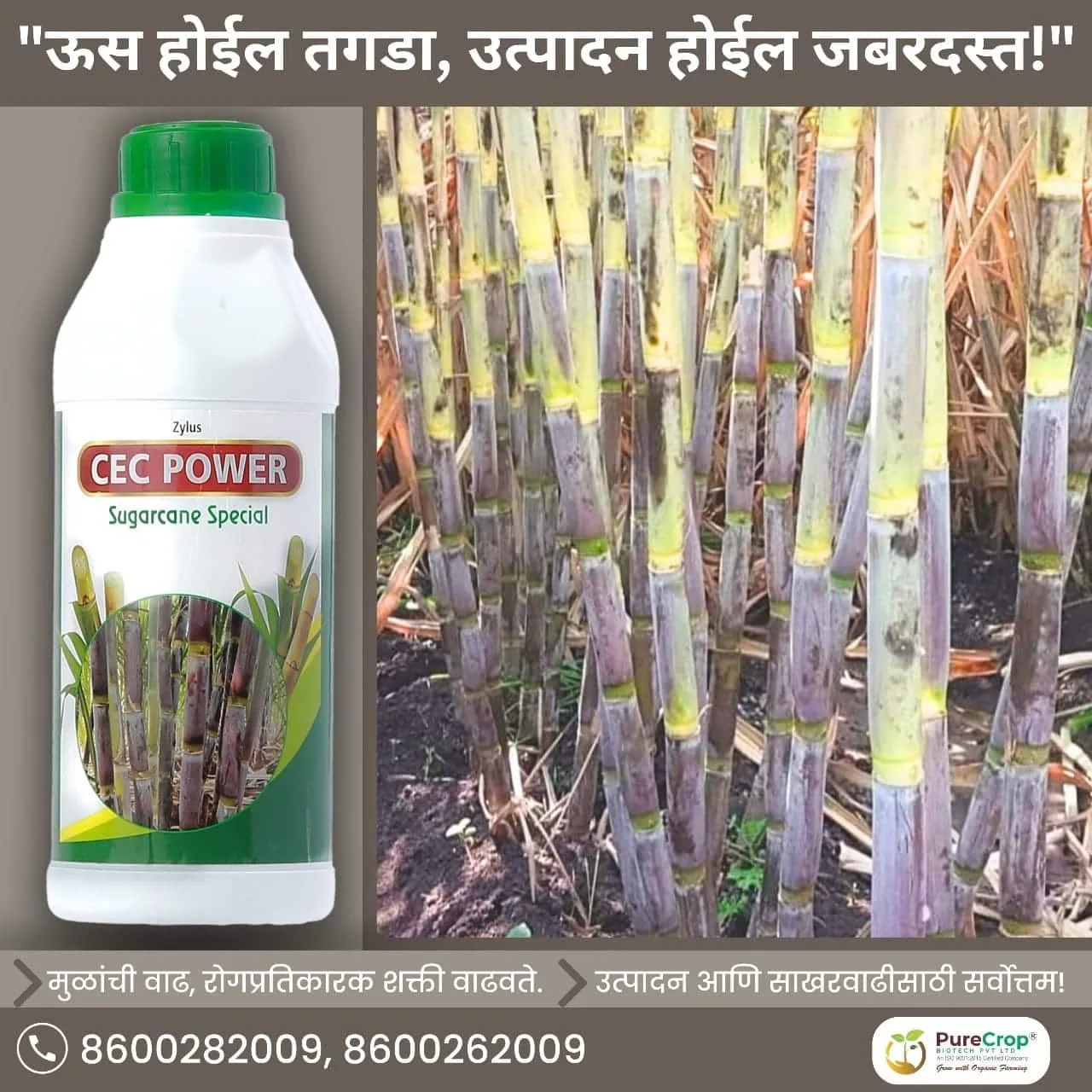 Zylus CEC Power Sugarcane Special - Image 2