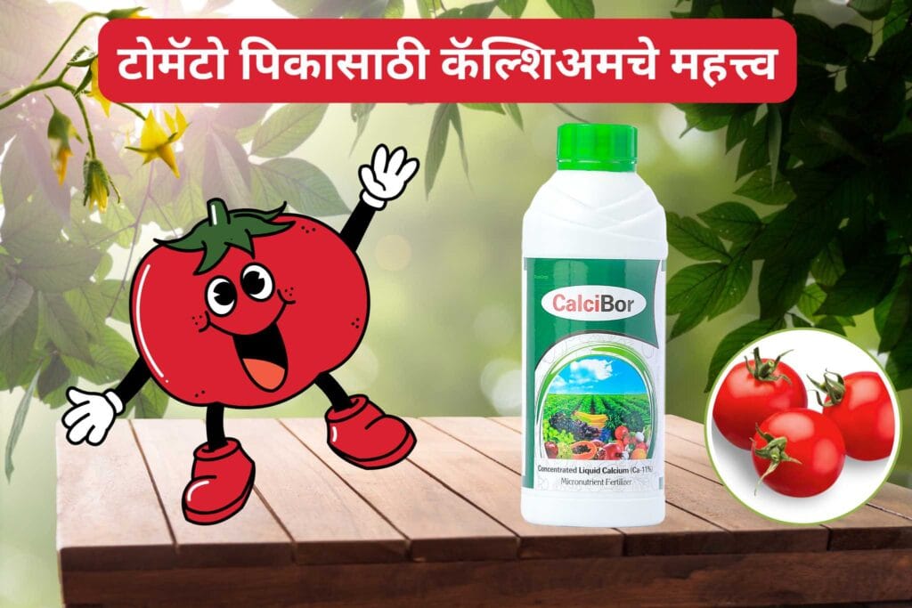 टोमॅटो पिकासाठी कॅल्शिअमचे महत्त्व