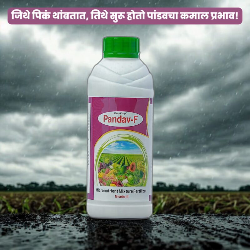 Pandav F