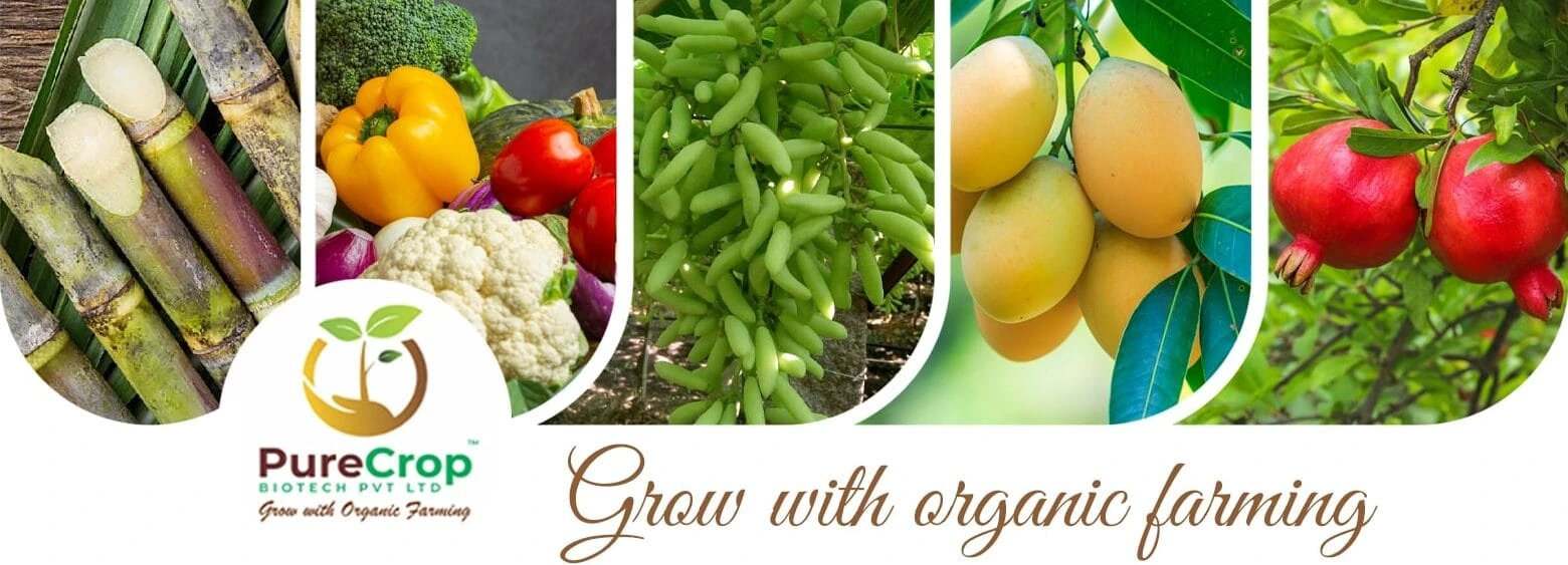 web-banner-min-e1737131032856