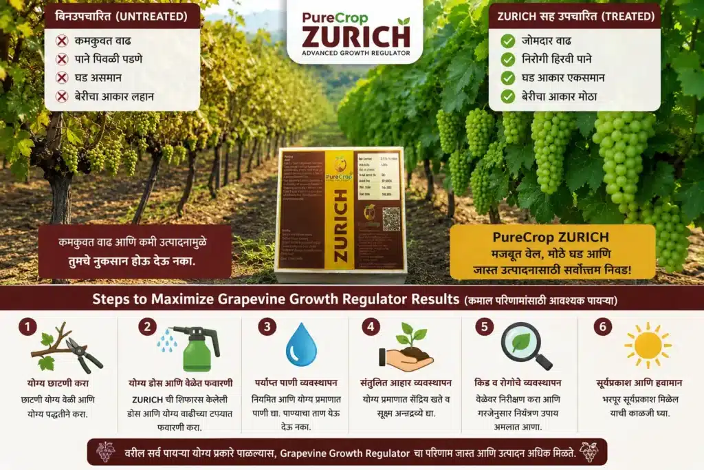Comparing stunted vines with healthy vines treated using a grapevine growth regulator.