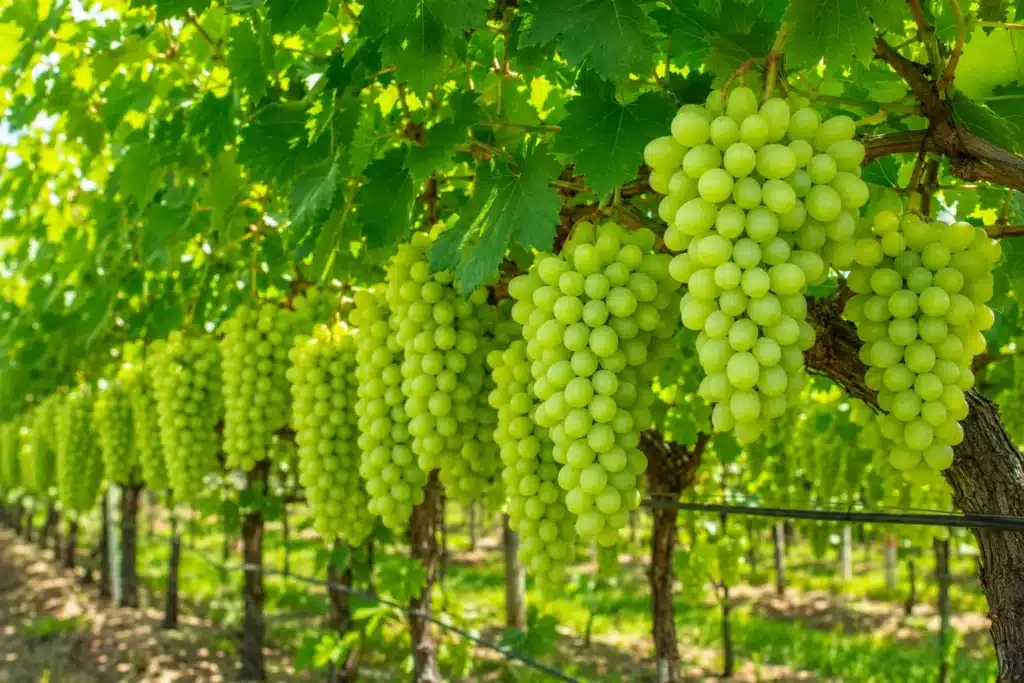 Premium quality yield achieved using Zurich Tablet as a grapevine growth regulator.