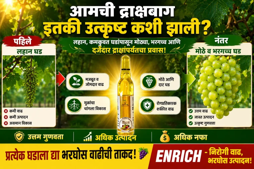 How to increase grape fruit size naturally