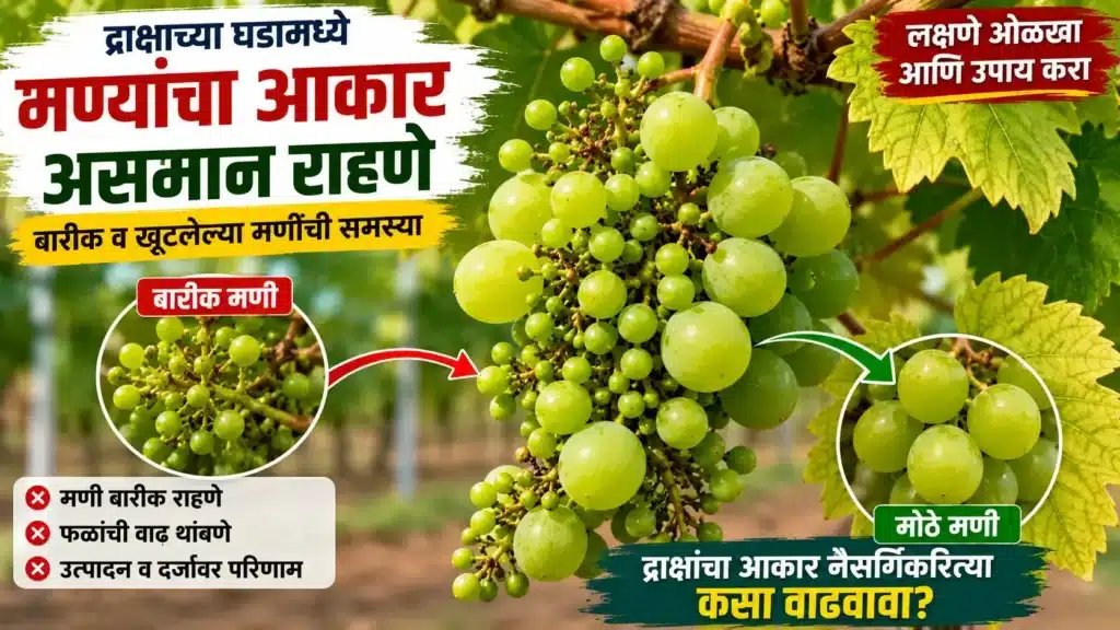 Stunted grape berries showing symptoms of poor plant growth where farmers need to know how to increase grape fruit size naturally.