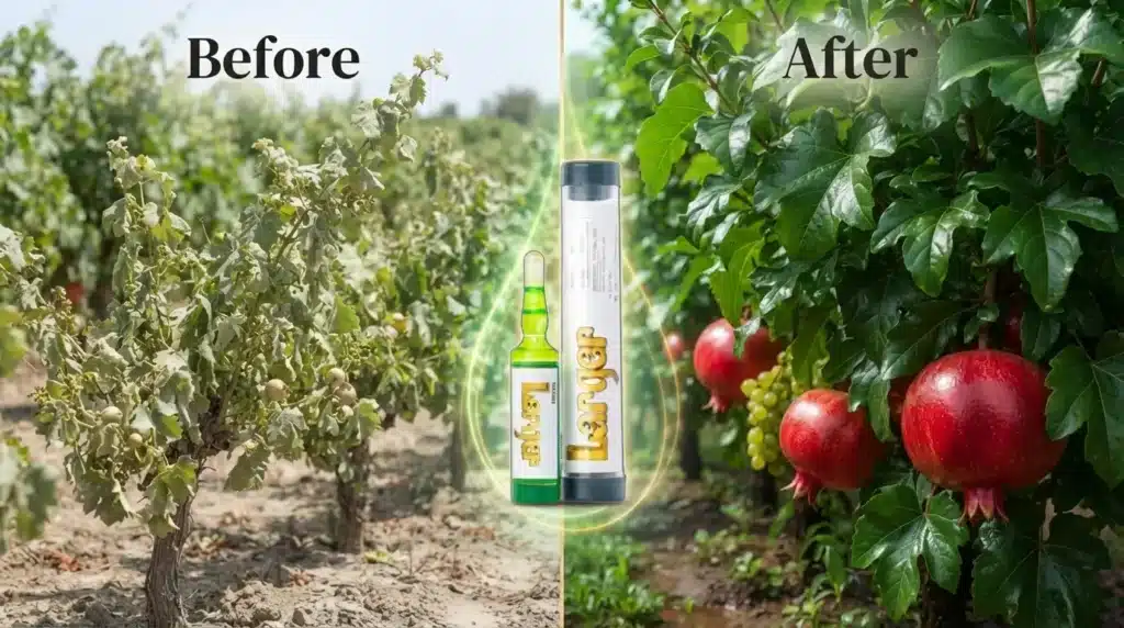 Side-by-side comparison of crop growth before and after using Nano Larger Plant Growth Regulator.