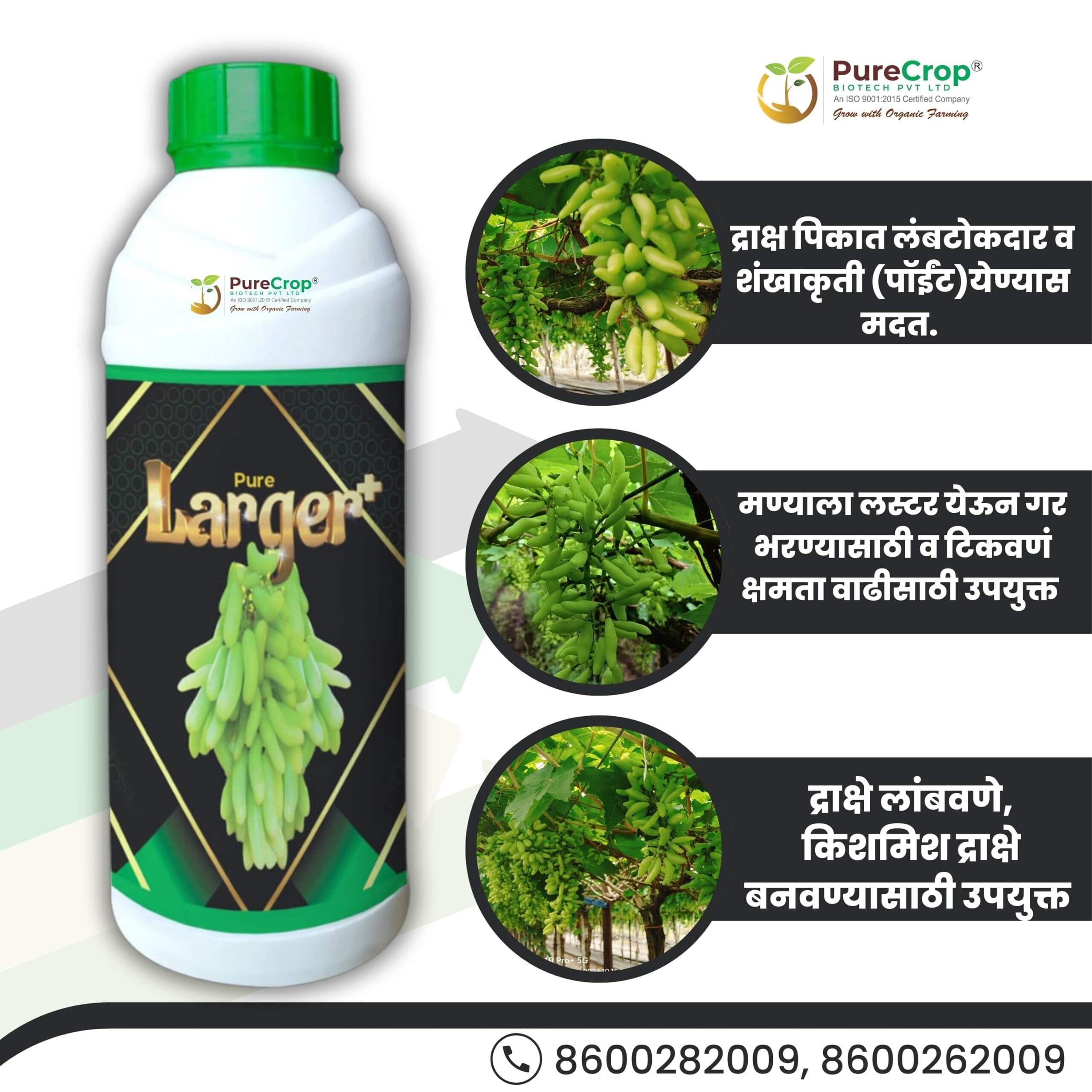 A bottle of Pure Larger+ placed next to vibrant, shiny, long-shaped grapes on a vine, showcasing its benefits for enhancing grape quality and appearance.