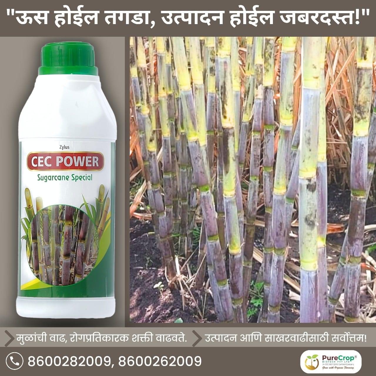 Zylus CEC Power Sugarcane Special - Image 2